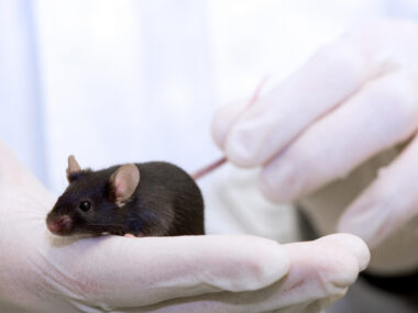 A researcher cradles a black lab mouse in one hand while holding its tail with the other in a close-up photo.