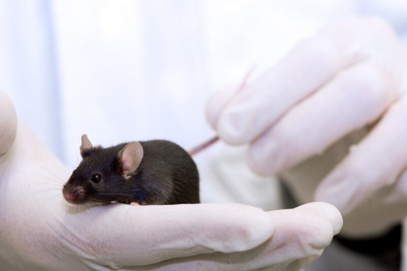 A researcher cradles a black lab mouse in one hand while holding its tail with the other in a close-up photo.