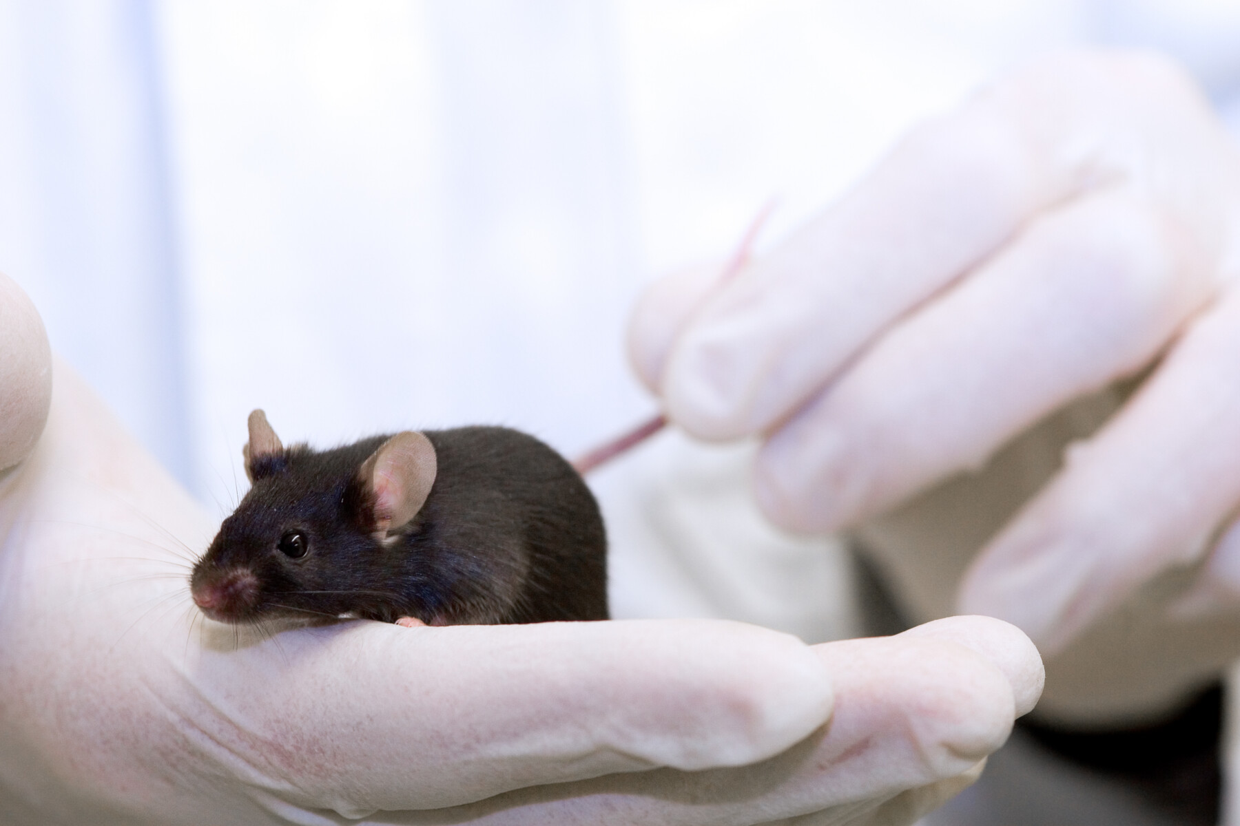 A researcher cradles a black lab mouse in one hand while holding its tail with the other in a close-up photo.