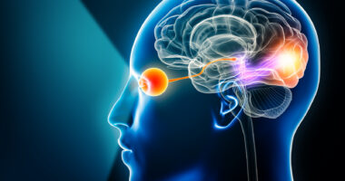 A 3D rendering illustration showing the optic nerve and visual cortex in a transparent human head.