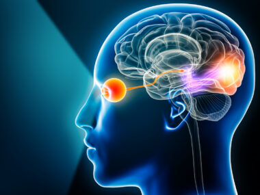 A 3D rendering illustration showing the optic nerve and visual cortex in a transparent human head.