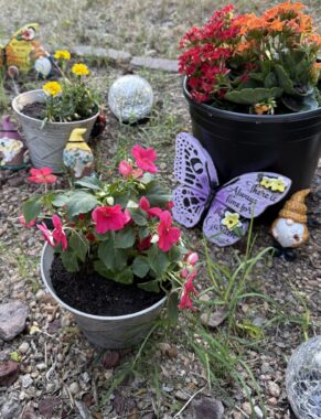 A collection of potted plants is shown.
