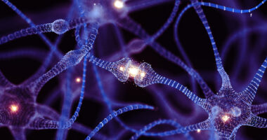 An image shows neurons.