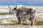 A photograph shows a yak in its native environment.