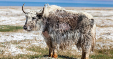 A photograph shows a yak in its native environment.