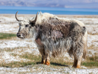 A photograph shows a yak in its native environment.