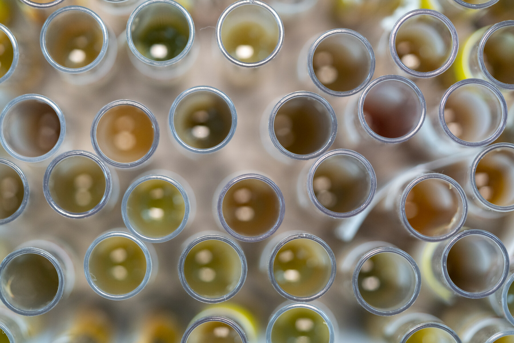 Sample collection tubes are shown in a laboratory.