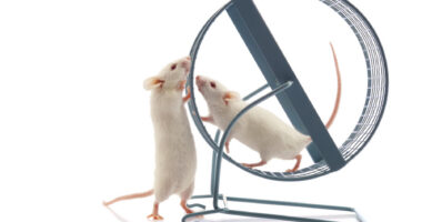 Two mice play on an exercise wheel.