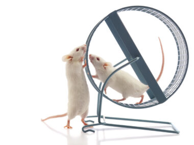 Two mice play on an exercise wheel.