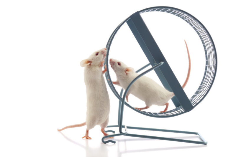 Two mice play on an exercise wheel.