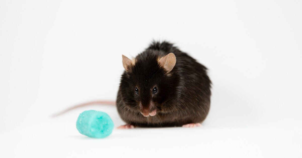 Study highlights strengths, limits of common MS mouse models