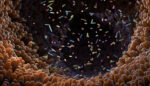 Illustration of intestinal bacteria.