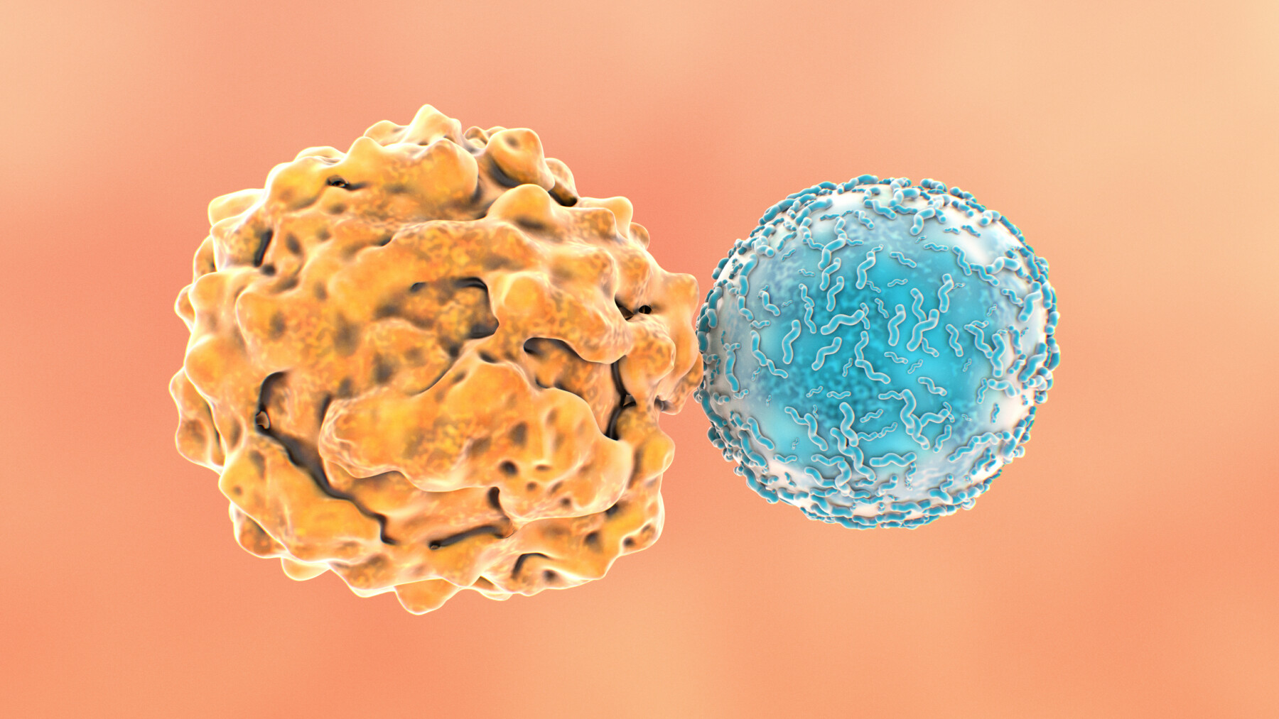 Two types of cells, one an immune cell, are pictured.