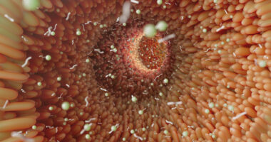 A 3D rendering of the microvilli architecture in the human colon.