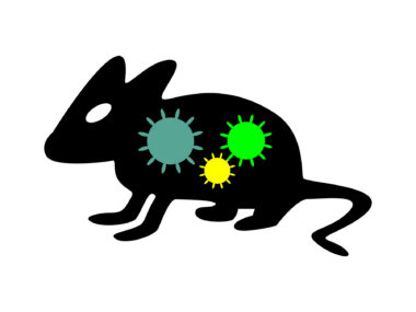 Three bacteria cells in bright colors are seen on the silhouette of a rodent pictured in profile view.