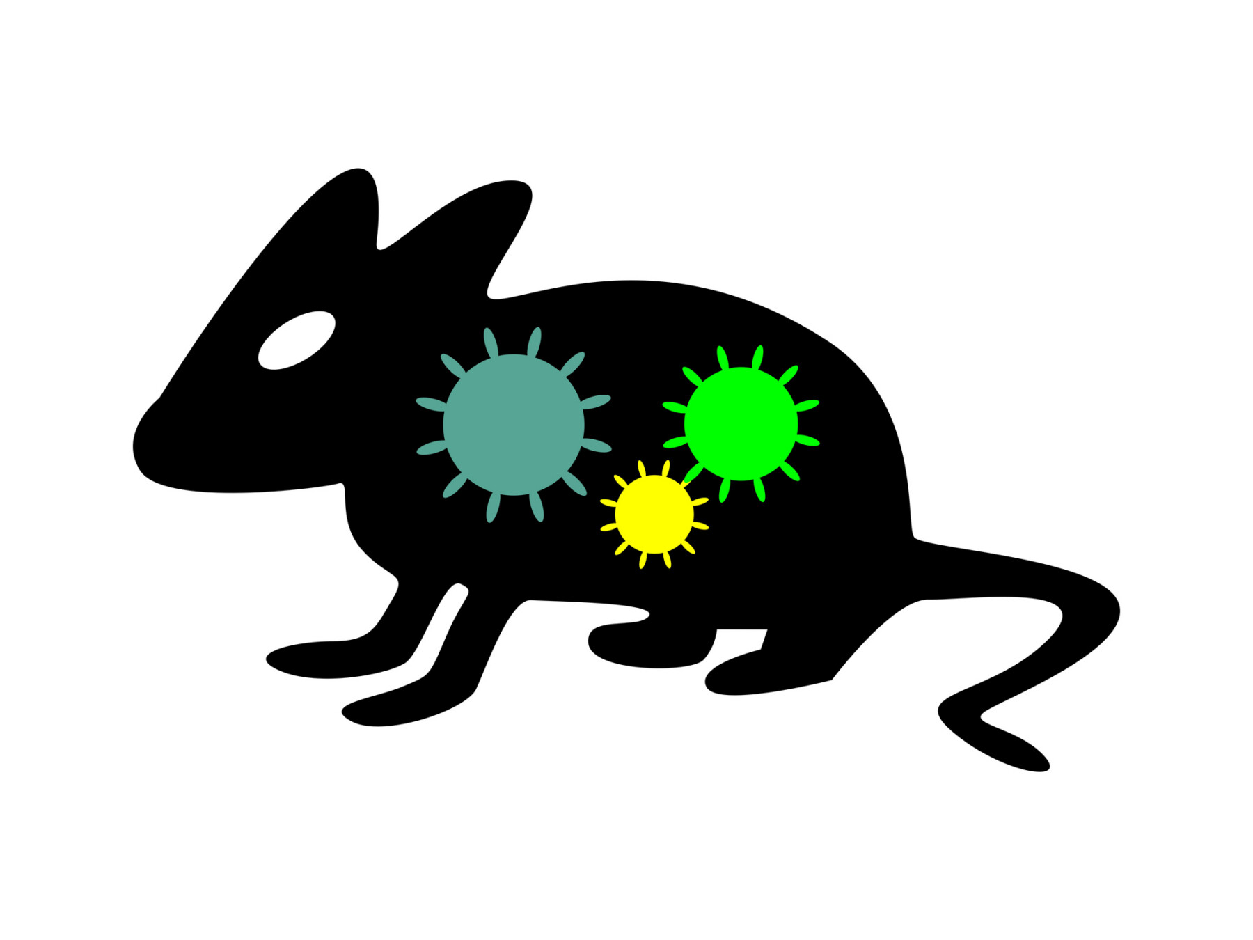 Three bacteria cells in bright colors are seen on the silhouette of a rodent pictured in profile view.
