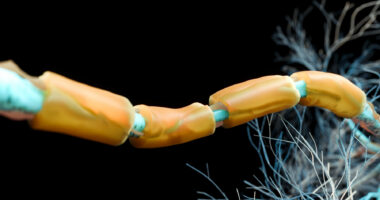 Illustration of a nerve fiber with yellow myelin segments surrounding a blue axon.
