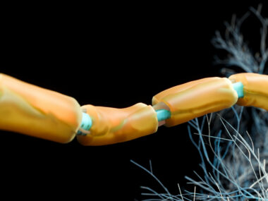 Illustration of a nerve fiber with yellow myelin segments surrounding a blue axon.