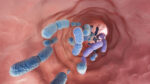 A large group of probiotic bacteria are seen moving through the human gut.