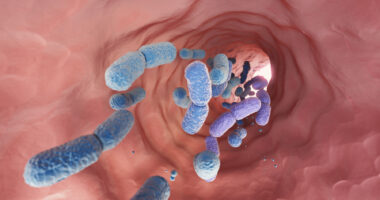 A large group of probiotic bacteria are seen moving through the human gut.