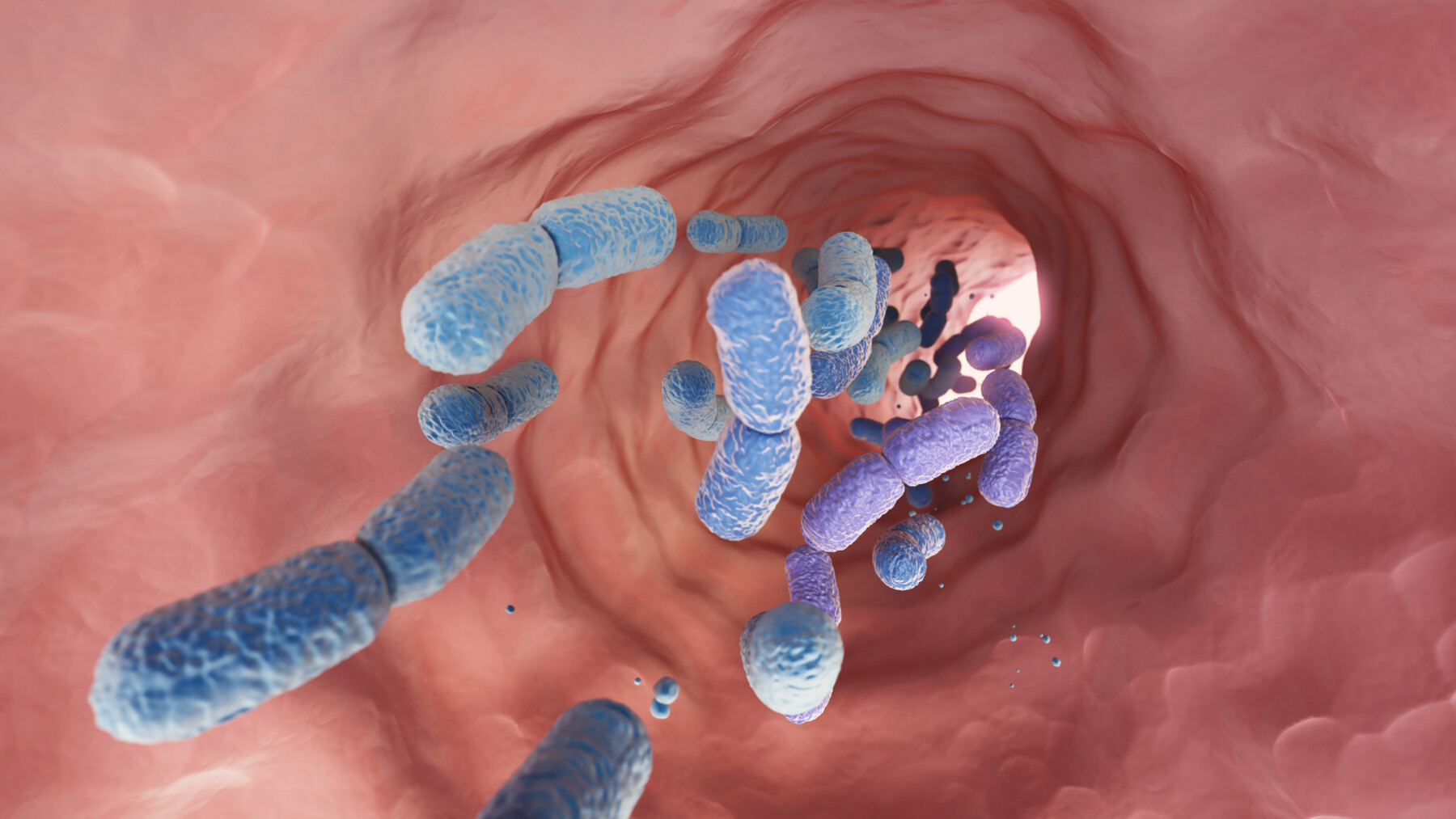 A large group of probiotic bacteria are seen moving through the human gut.