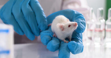 A person wearing blue rubber gloves holds a white mouse.