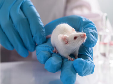 A person wearing blue rubber gloves holds a white mouse.
