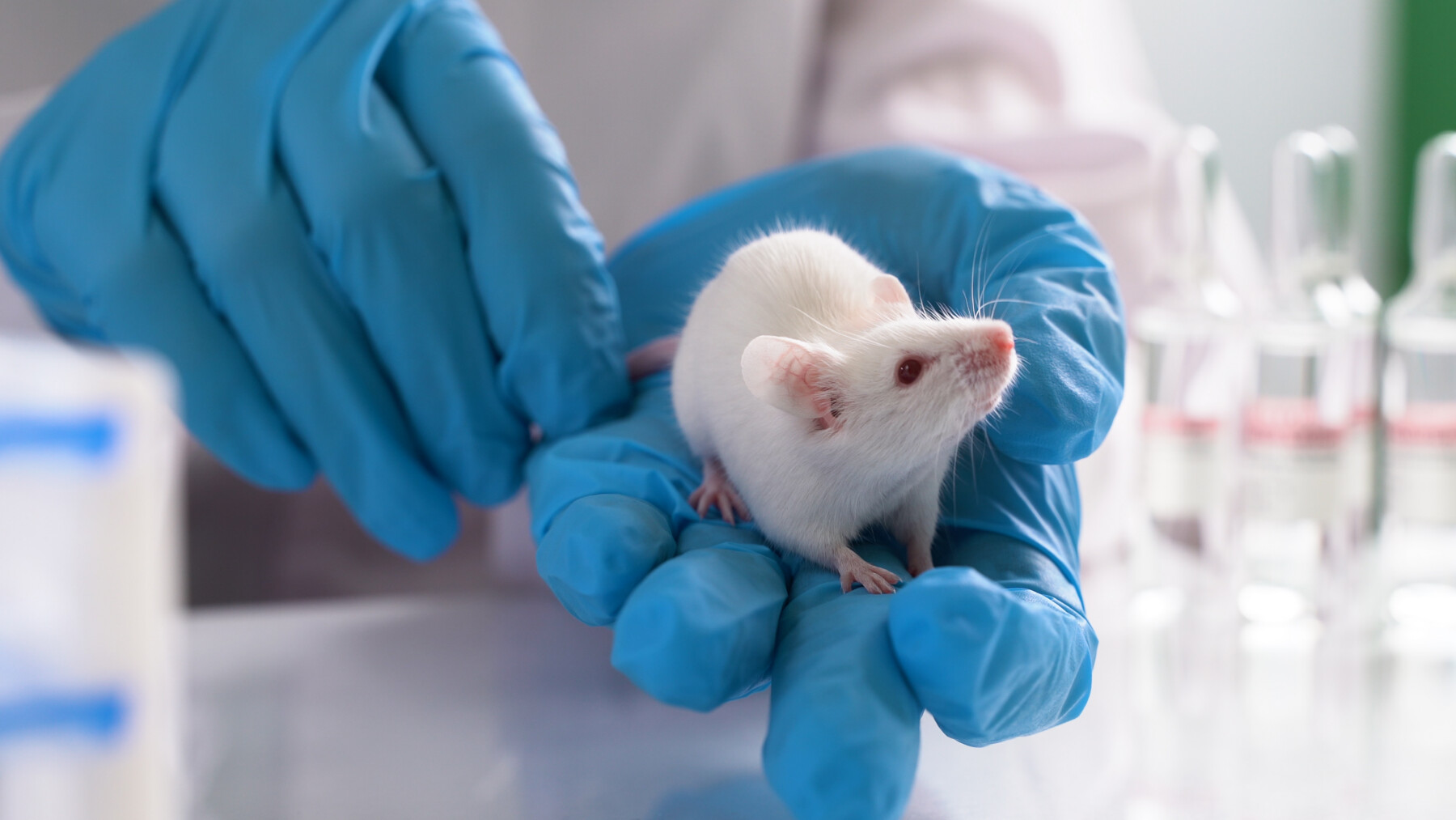 A person wearing blue rubber gloves holds a white mouse.