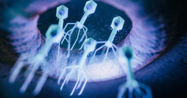 An image shows a virus up close.
