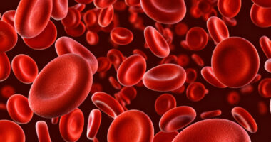 Image of red blood cells.