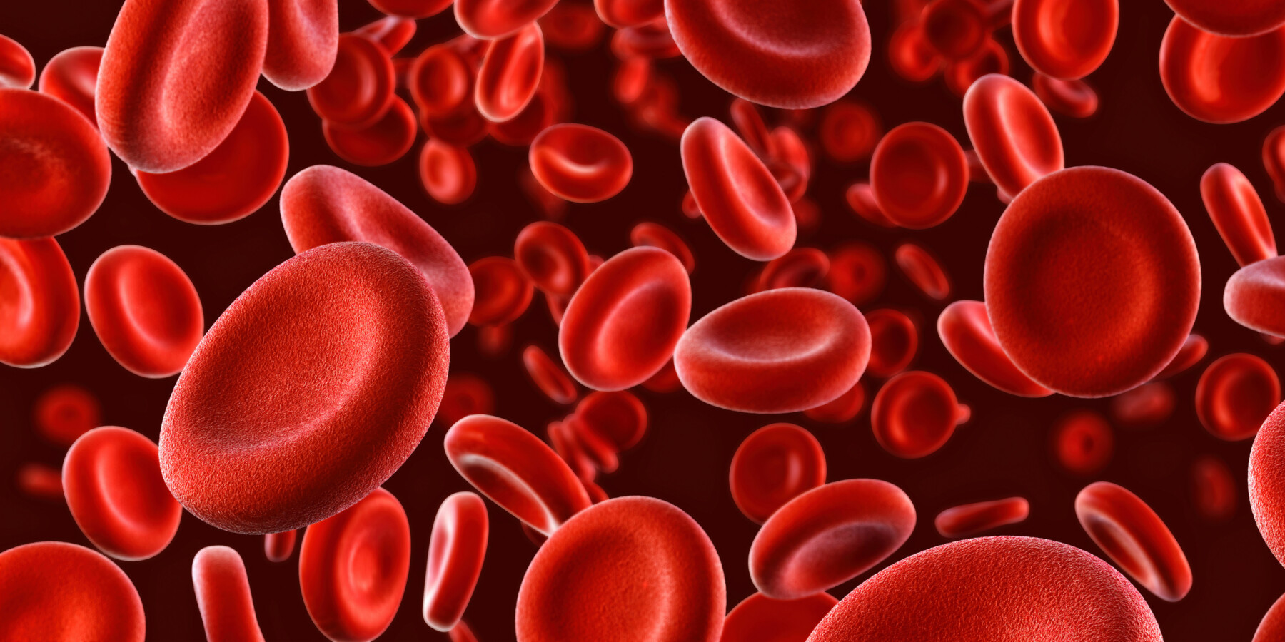 Image of red blood cells.