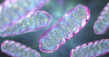 Mitochondria are shown close up.