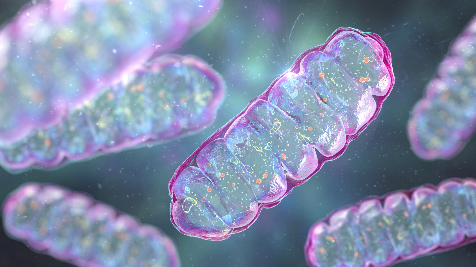 Mitochondria are shown close up.
