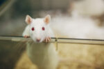 An image of a white laboratory rat peering over the edge of a transparent enclosure.