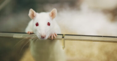 An image of a white laboratory rat peering over the edge of a transparent enclosure.