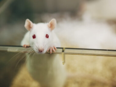An image of a white laboratory rat peering over the edge of a transparent enclosure.