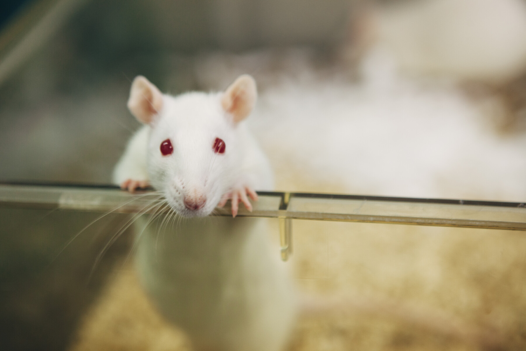 An image of a white laboratory rat peering over the edge of a transparent enclosure.
